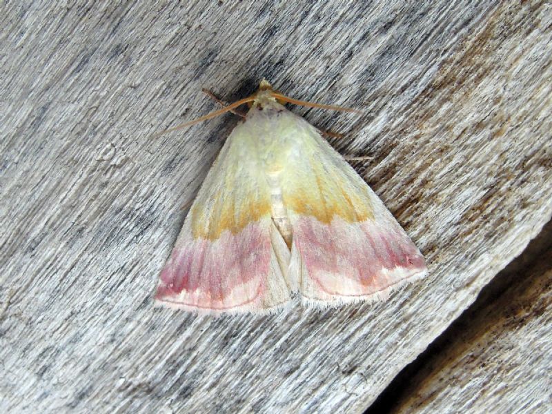 Eublemma purpurina (Erebidae)